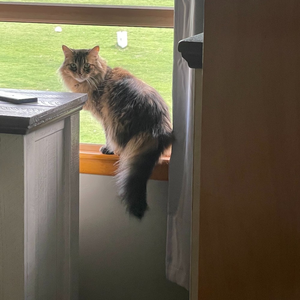 Meet your Posher, Elizabeth